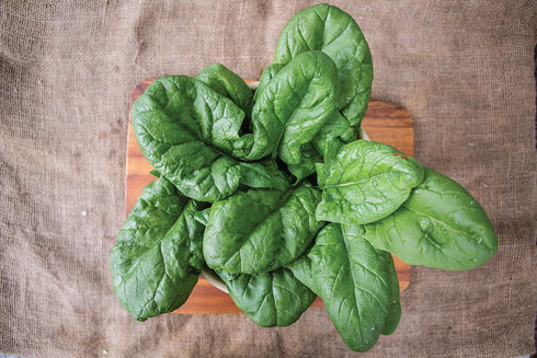 250 Burpee Persius Spinach Seeds seeds