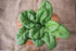 250 Burpee Persius Spinach Seeds seeds