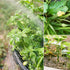(10-Pack) Sereniseed Certified Organic Vegetable Seeds Non GMO, Open Pollinated - Basil, Snap Pea, Broccoli, Bean