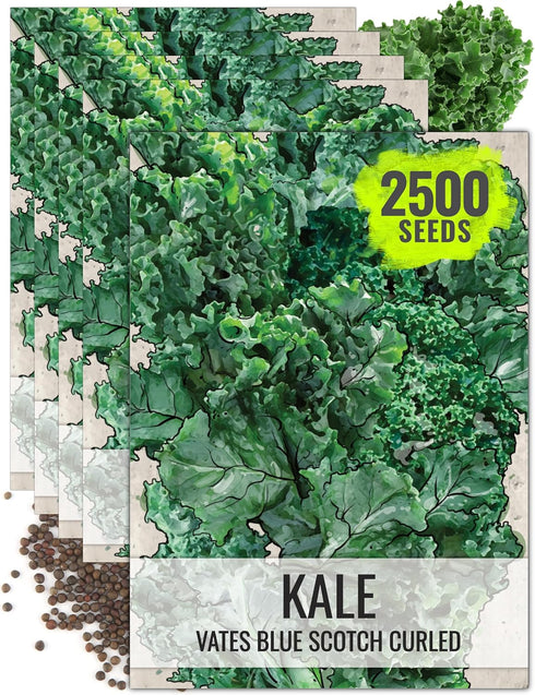 Seed Needs Kale Seeds for Planting Vates Blue Scotch Curled Kale Vegetables