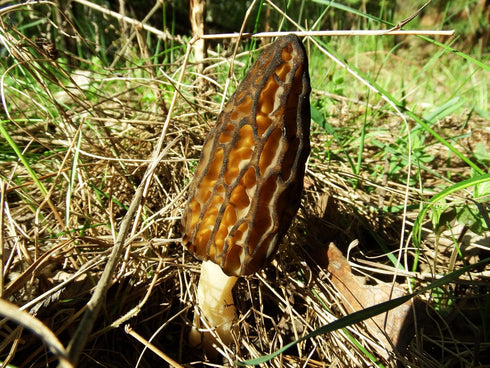 SEEDS4PLANTING Spores Black Morel Mushrooms Seeds Mycelium Spawn Grow Bonsai Dried Non GMO