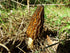 SEEDS4PLANTING Spores Black Morel Mushrooms Seeds Mycelium Spawn Grow Bonsai Dried Non GMO