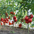 13.5oz Big A Tomato Premium Organic Fertilizer with Kelp Indoor/Outdoor Plant Fertilizer