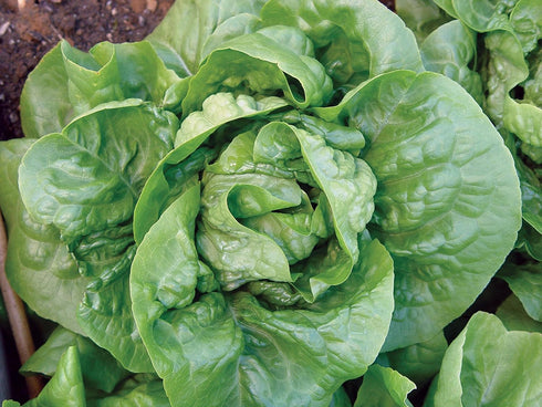 500 Burpee Buttercrunch Lettuce Seeds seeds
