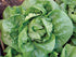 500 Burpee Buttercrunch Lettuce Seeds seeds
