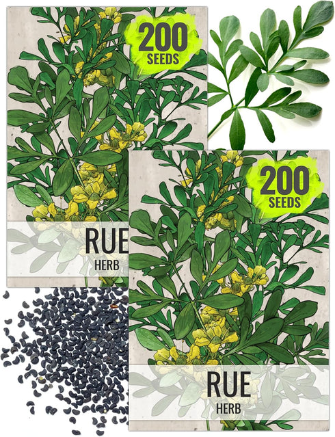 Seed Needs Rue Seeds for Planting - Non-GMO Heirloom & Untreated Perennial