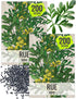 Seed Needs Rue Seeds for Planting - Non-GMO Heirloom & Untreated Perennial