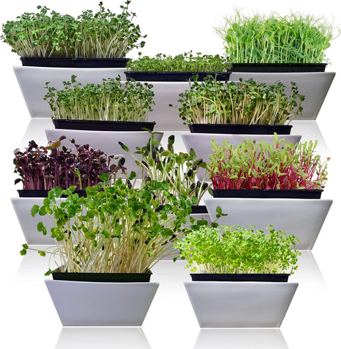 Pack 10 Packs Microgreen Seeds Variety Heirloom Types for Indoor Sprouting Broccoli, Pea, Sunflower, Radish, Kale