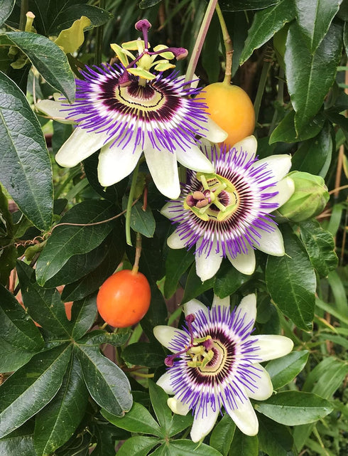 4 Inch Passion Fruit Plant - Live Plant in a Growers Pot - Edible Fruit Bearing Vine for The Patio and Garden