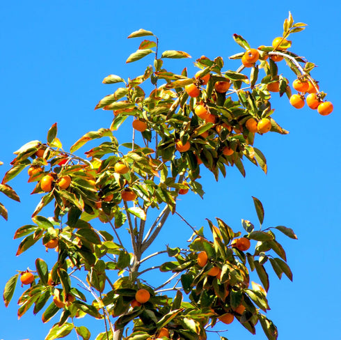 Persimmon 10+ Count 2026 TomorrowSeeds - Japanese Tree Seeds - - for Planting Diospyros Kaki Fuyu Hachiya Asian Chinese
