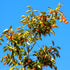 Persimmon 10+ Count 2026 TomorrowSeeds - Japanese Tree Seeds - - for Planting Diospyros Kaki Fuyu Hachiya Asian Chinese