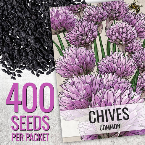 Common 2 Packets) Seed Needs Chive Seeds for Planting Garlic & Chives Herbs - Non-GMO Heirloom & Untreated Garden Seed