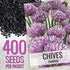 Common 2 Packets) Seed Needs Chive Seeds for Planting Garlic & Chives Herbs - Non-GMO Heirloom & Untreated Garden Seed