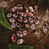 Christmas Speckled Lima Bean - 8oz Bulk (~200 Seeds) - Heirloom Butter