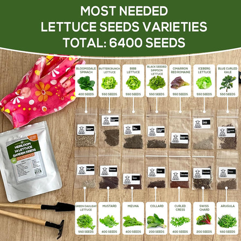 6400+ Lettuce & Salad Garden Seeds for Planting - Non GMO USA Grown Vegetable Seeds for Home Growing - Heirloom Greens