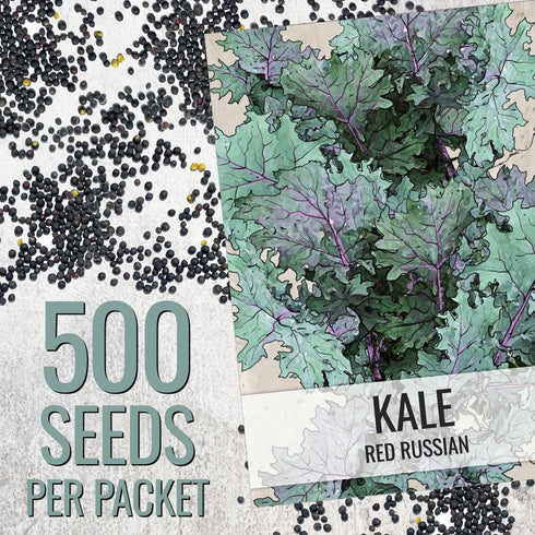 (1 Pack) Seed Needs Kale Seeds for Planting Red Russian Kale Vegetables - Non-GMO Heirloom & Untreated Vegetable Seed