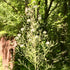 Packet 50 Palm Beach Medicinal Herbs - Wild Lettuce (Lactuca virosa) - of Seeds