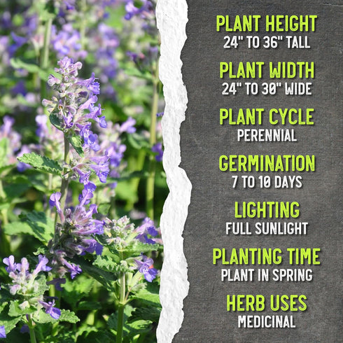 (1 Pack) Seed Needs Catmint Seeds for Planting an Indoor/Outdoor Herb Garden - Non-GMO Heirloom & Untreated Herbal