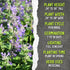 (1 Pack) Seed Needs Catmint Seeds for Planting an Indoor/Outdoor Herb Garden - Non-GMO Heirloom & Untreated Herbal