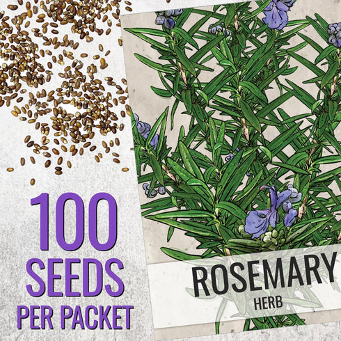 (1 Pack) Seed Needs Rosemary Seeds for Planting - Non-GMO Heirloom & Untreated Perennial Herbs to Plant a Medicinal
