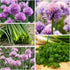 Common 2 Packets) Seed Needs Chive Seeds for Planting Garlic & Chives Herbs - Non-GMO Heirloom & Untreated Garden Seed