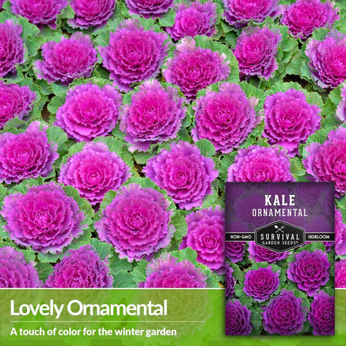 (5 Packs) Ornamental Kale Seeds for Planting Heirloom Flowering Cabbage Variety Stunning Pink, Purple & White