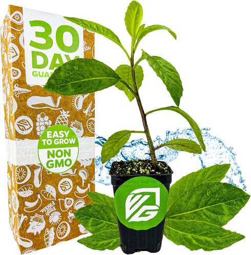 Longevity Spinach Live Plant - Gynura procumbens - Wellspring Gardens Nutrient-Rich Live