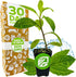Longevity Spinach Live Plant - Gynura procumbens - Wellspring Gardens Nutrient-Rich Live