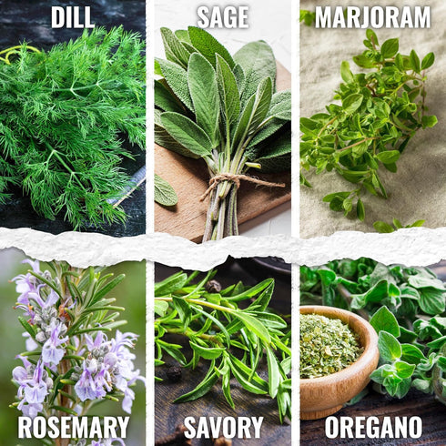 Pack (12 Packets Seed Needs Herb Seeds Variety Culinary Herb Collection Individual for Planting Indoors or Outdoors)