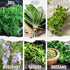 Pack (12 Packets Seed Needs Herb Seeds Variety Culinary Herb Collection Individual for Planting Indoors or Outdoors)
