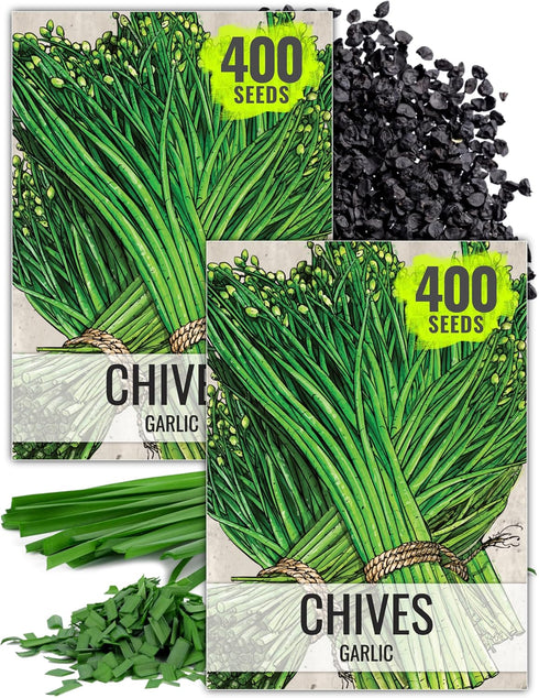 Seed Needs Chive Seeds for Planting Garlic Chives - Non-GMO Heirloom &