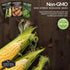 Three Sisters Collection Seed Vault - Non-GMO Heirloom Seeds for Planting Vegetables - Sweetcorn, Butternut Winter