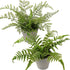 Briful 2PCS Faux Fern Eucalyptus Potted Plants, Artificial Greenery Décor for Indoor Home Office Bathroom