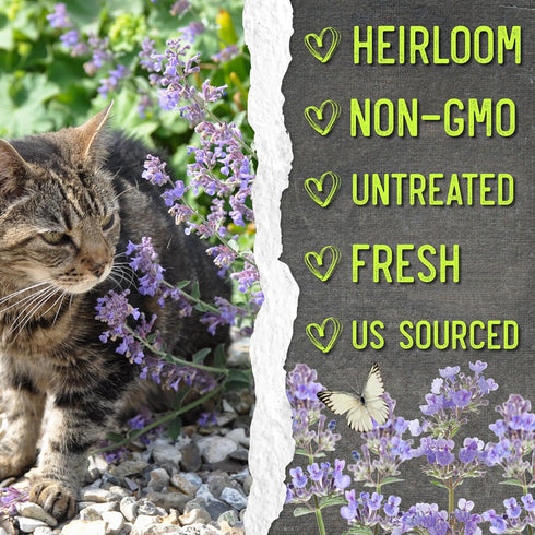 (1 Pack) Seed Needs Catmint Seeds for Planting an Indoor/Outdoor Herb Garden - Non-GMO Heirloom & Untreated Herbal
