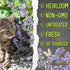 (1 Pack) Seed Needs Catmint Seeds for Planting an Indoor/Outdoor Herb Garden - Non-GMO Heirloom & Untreated Herbal