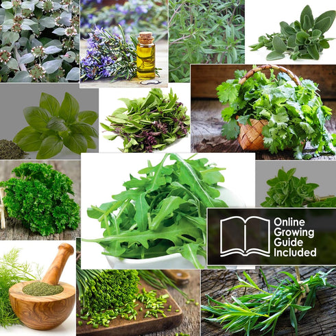 12 Pack Italian Herb Seeds - Heirloom and Non GMO, Grown in USA - Indoor or Outdoor Garden - Four Basil Varieties
