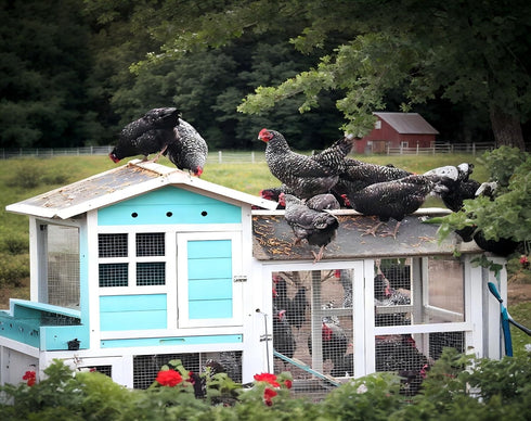 11 lb Classic Flock Black Soldier Fly Larva - BSFL is a high Calc-Rich Chicken Feed with More Calcium Than mealworms.It