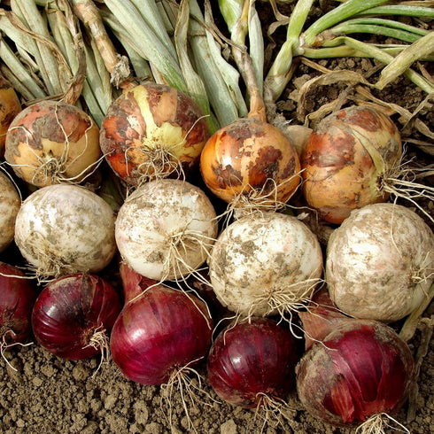 Sets, 8 oz, Non-GMO Onion Red, White, Yellow Mix, Home Garden Assortment, Planting Guide Included, Stargazer Perennials