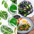 (2 Packs) Dwarf Siberian Kale Seeds for Planting Heirloom Baby Kale Cold Hardy, Heat Tolerant Variety for Spring