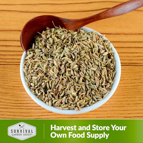 (1 Pack) Anise Seeds for Planting - Sweet Anise Herb (Pimpinella anisum) - Culinary and Tea Garden Variety, Heirloom