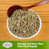 (1 Pack) Anise Seeds for Planting - Sweet Anise Herb (Pimpinella anisum) - Culinary and Tea Garden Variety, Heirloom
