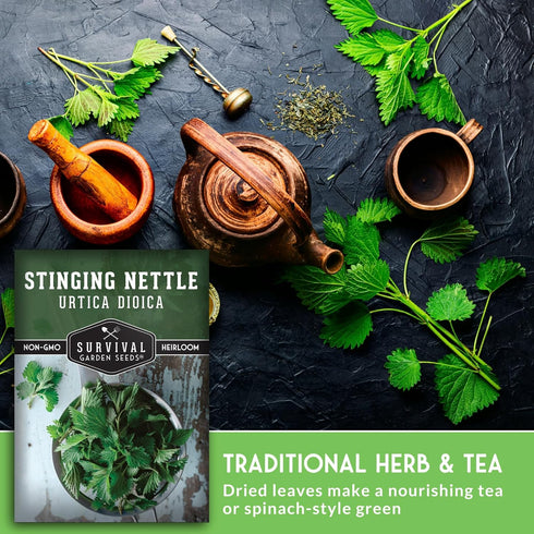 Common (1 Pack) Stinging Nettle Seeds for Planting - Urtica Dioica Medicinal Herb & Edible Perennial - Nettle for Tea