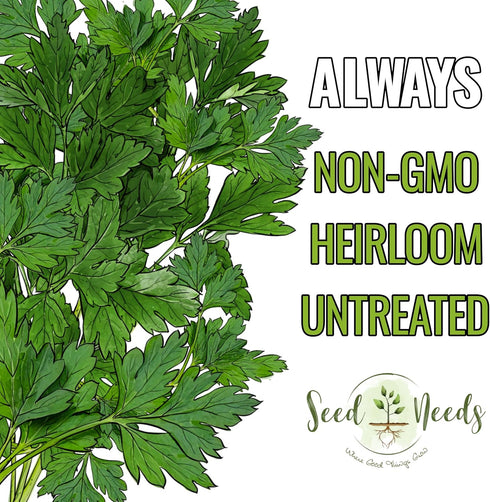 (1 Pack) Seed Needs Italian Flat Leaf Parsley Seeds for Planting - Non-GMO, Heirloom & Untreated - Culinary Herbs