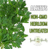 (1 Pack) Seed Needs Italian Flat Leaf Parsley Seeds for Planting - Non-GMO, Heirloom & Untreated - Culinary Herbs