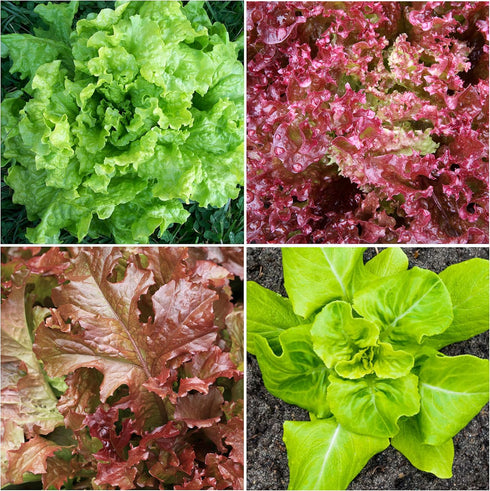 Pack 8 Packets Seed Needs Lettuce Seeds Variety for Planting a Collection of Individual Varieties - Includes Romaine