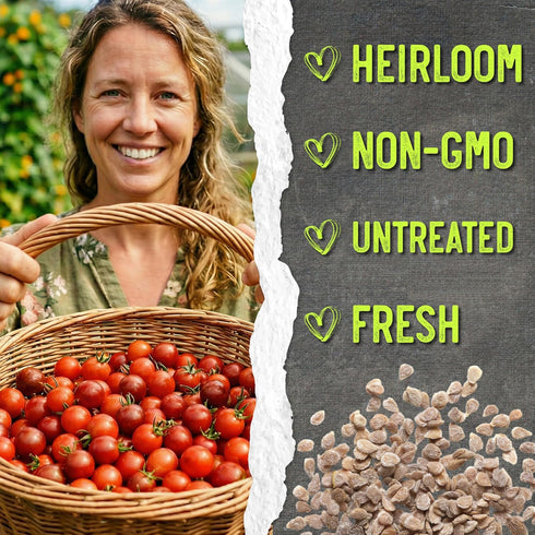 (10 Packs) Seed Needs Tiny Tim Tomato Seeds for Planting Dwarf Cherry Tomatoes - Non-GMO Heirloom & Untreated Veggie