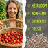 (10 Packs) Seed Needs Tiny Tim Tomato Seeds for Planting Dwarf Cherry Tomatoes - Non-GMO Heirloom & Untreated Veggie