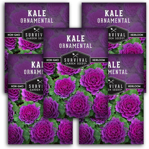 Ornamental Kale Seeds for Planting Heirloom Flowering Cabbage Variety Stunning Pink, Purple