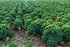 500 Kale Blue Scotch Curled Seeds - Non GMO - Heirloom - Open Pollinated
