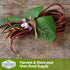 2 Packs Survival Garden Seeds - Red Noodle Asparagus Bean Seed for Planting - with Instructions to Plant and Extremely